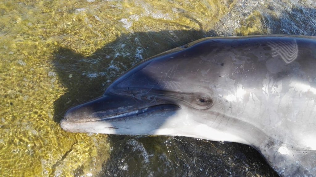 toscana delfini morti