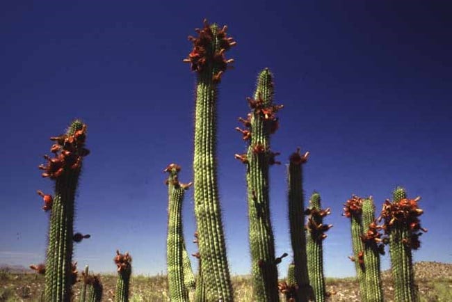 cactus a canne d'organo