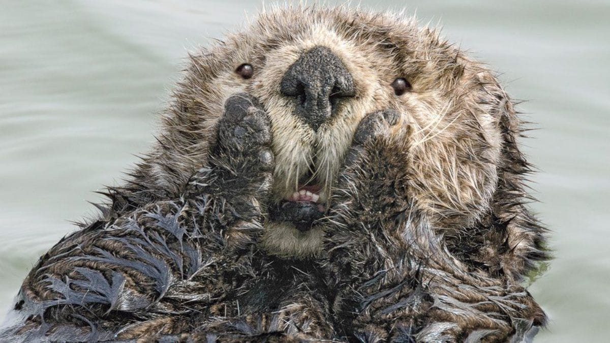 comedy wildlife photography awards otter