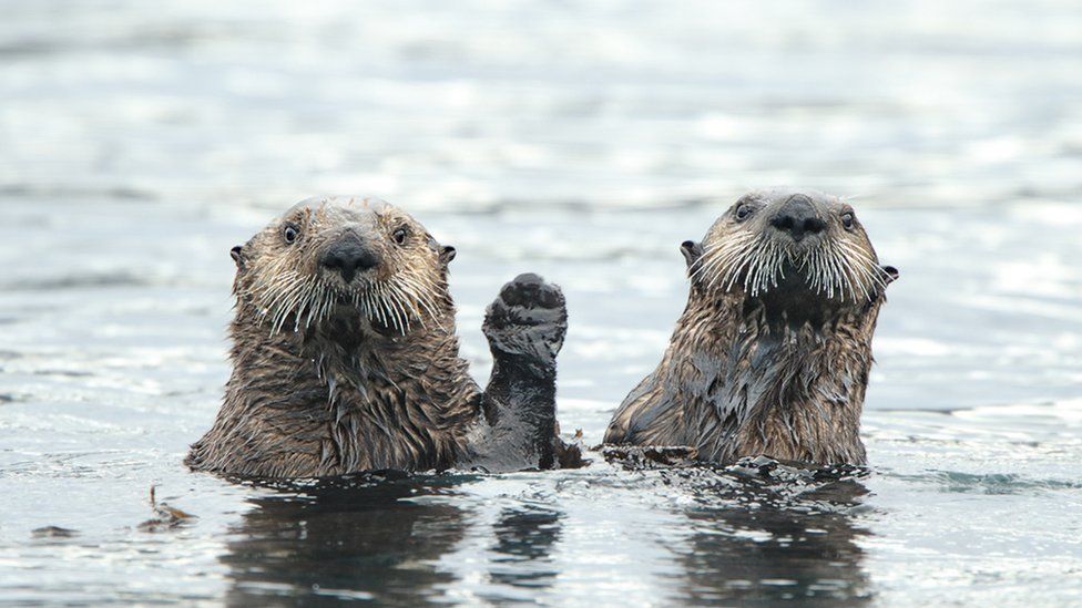 comedy wildlife photography awards otters