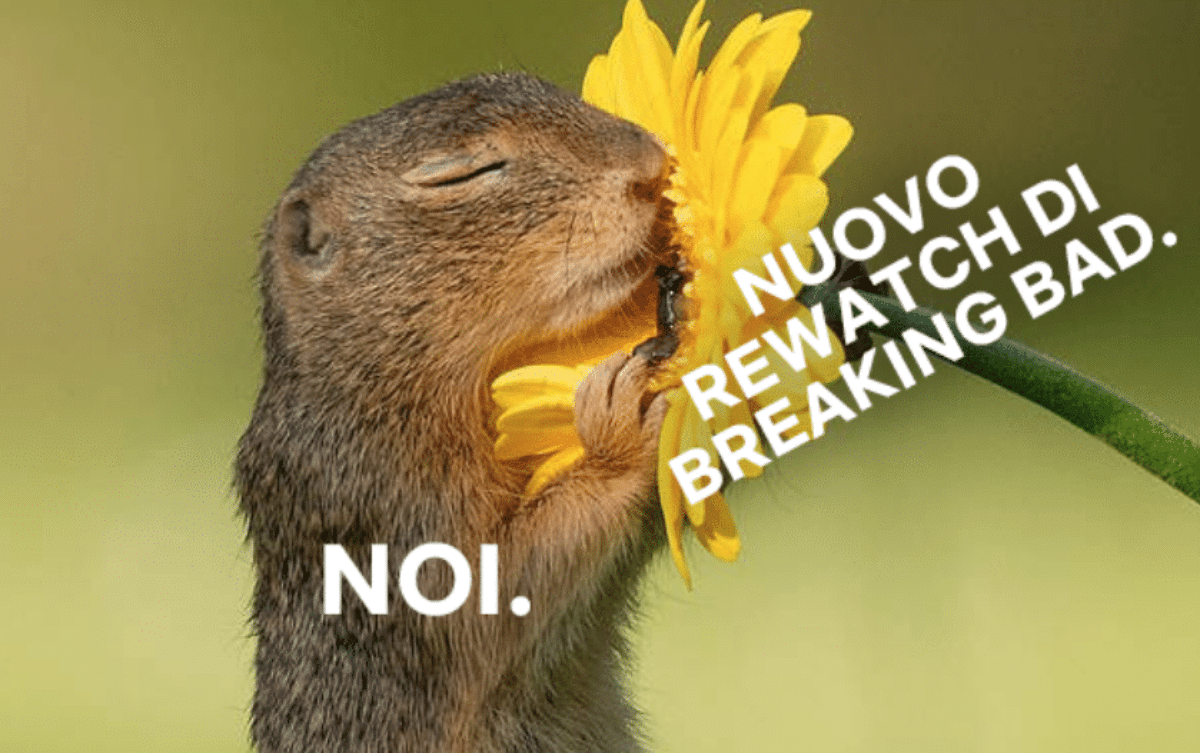 scoiattolo odora fiori