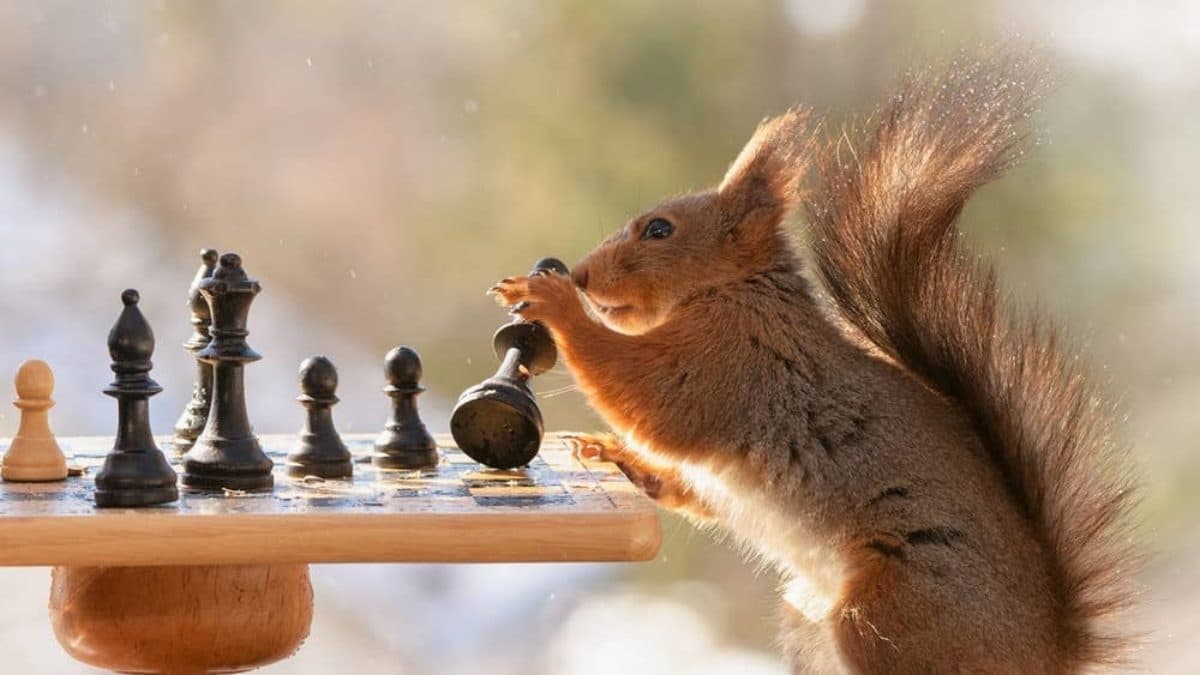 scoiattolo scacchi