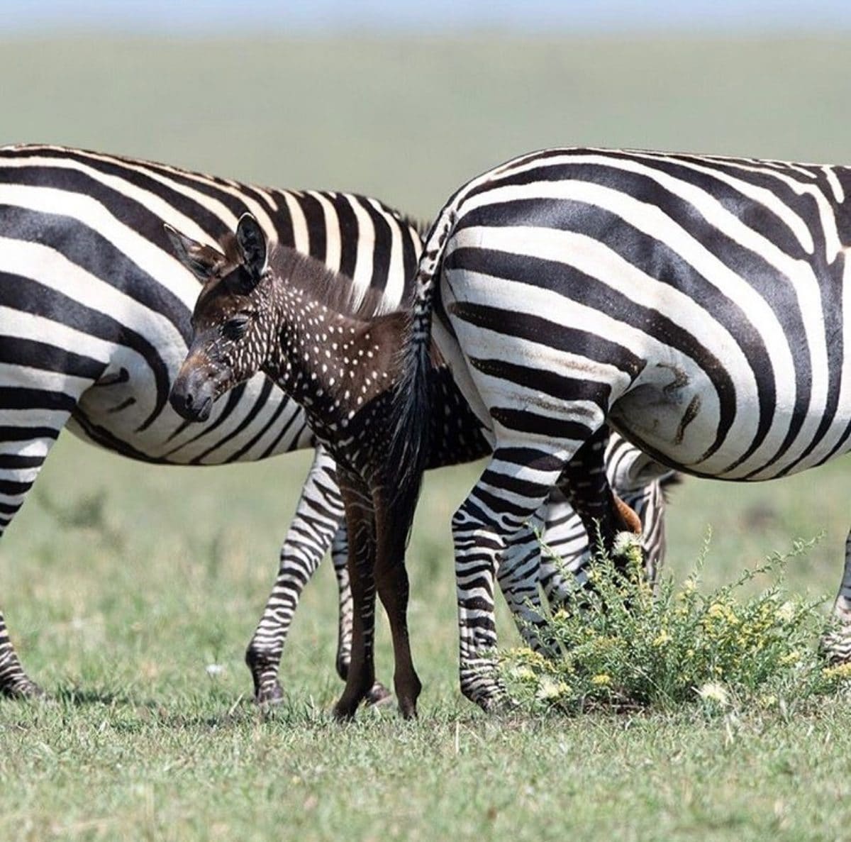 zebra pois kenya