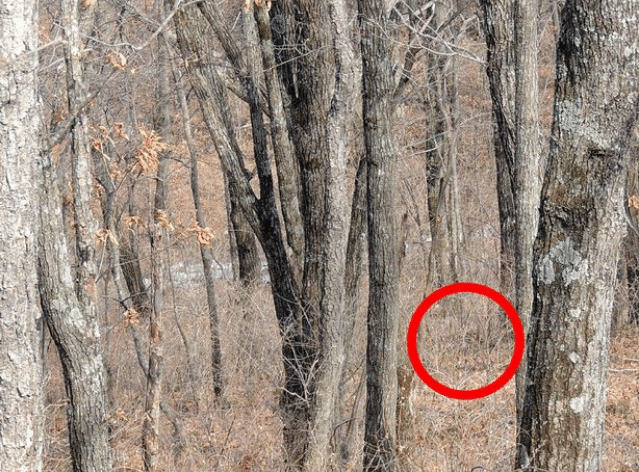 foto leopardo mimetizzato