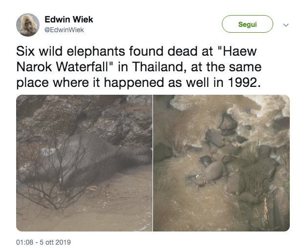 elefanti morti thailandia