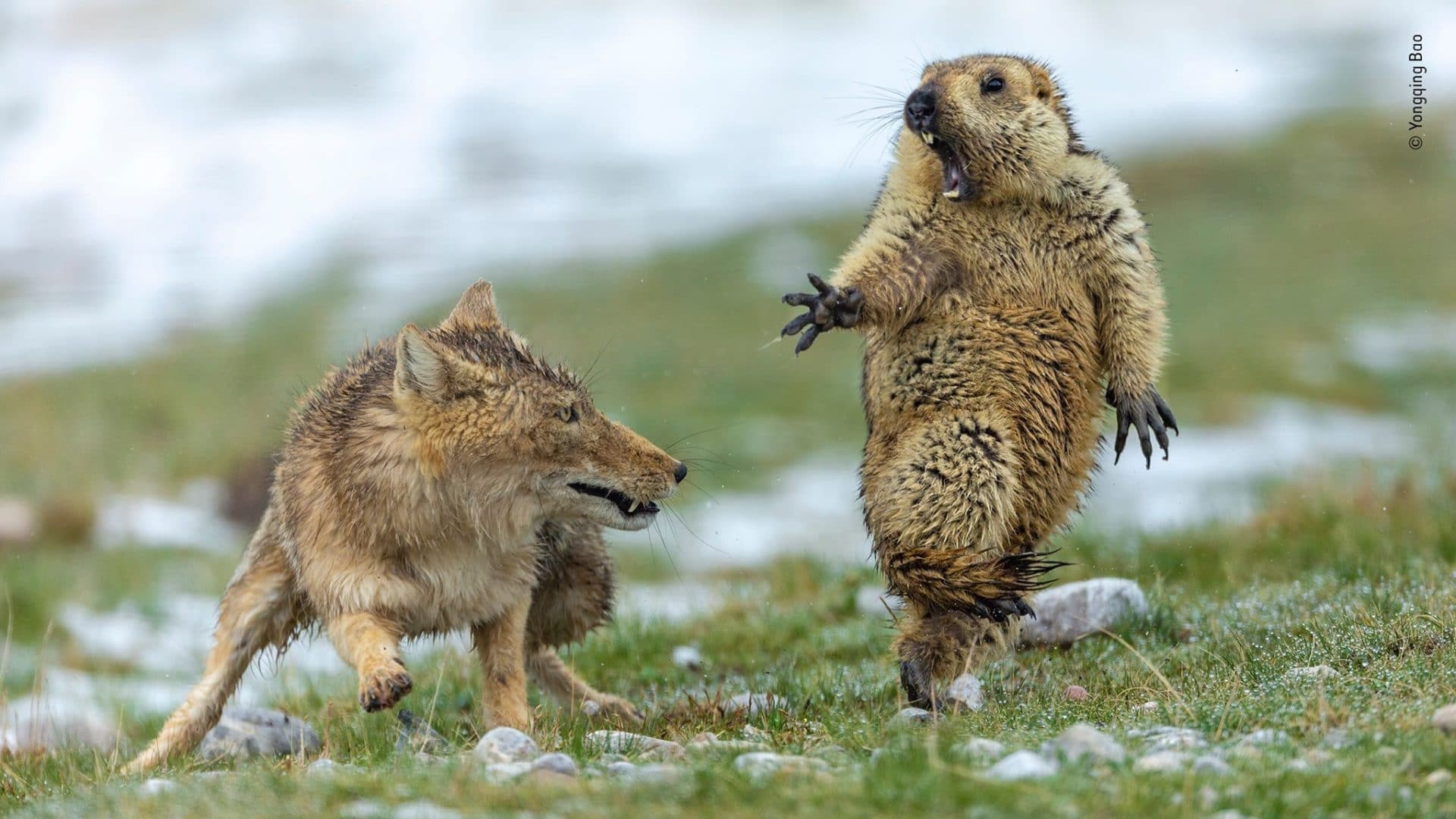 foto vincitrice Wildlife Photographer of the Year