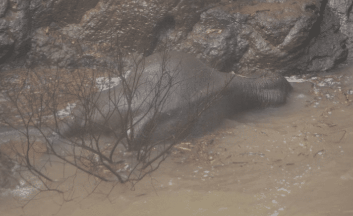 elefanti morti thailandia