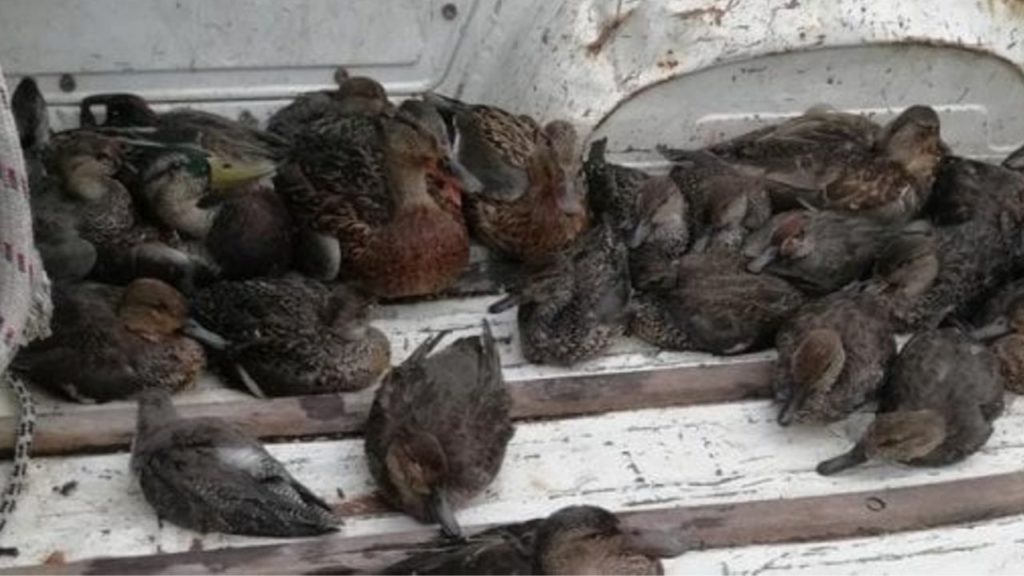 uccelli morti ravenna