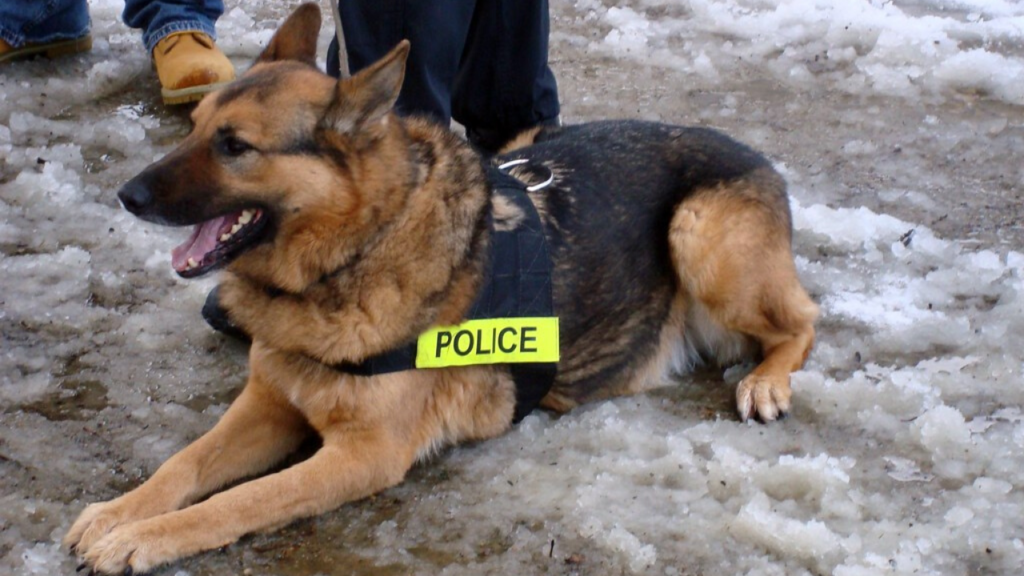 cani poliziotto clonati
