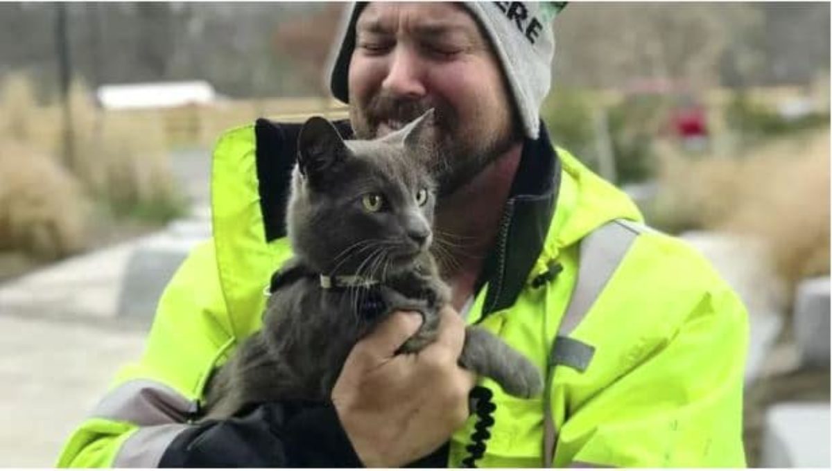 gatto ritrovato camionista