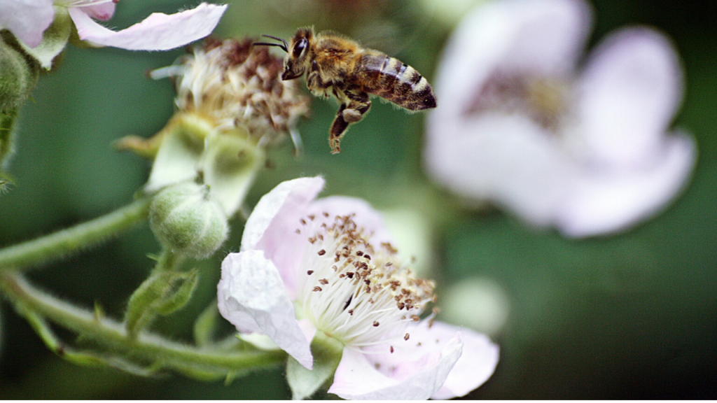 insetto impollinatore