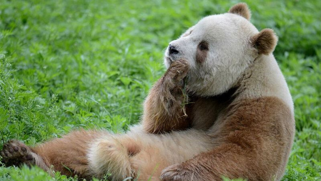 Cina Adottato L Unico Panda Gigante Marrone Che Vive In Cattivita