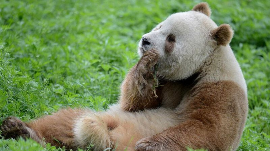 panda gigante marrone adottato