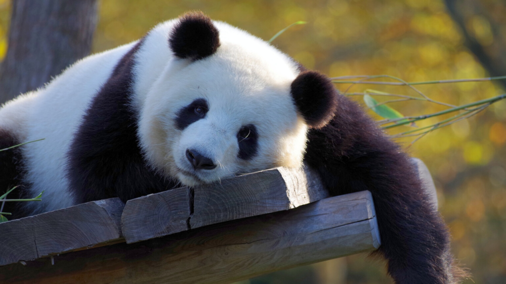 panda cattività