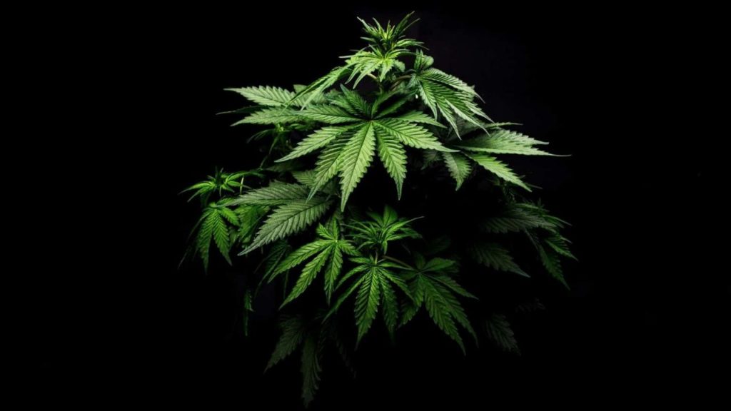 cannabis casa sentenza cosa cambia