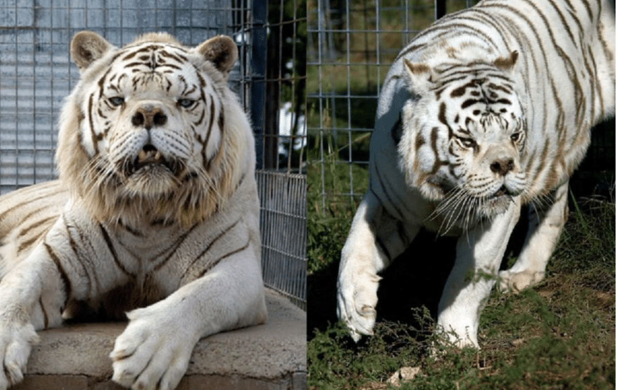 tigre bianca deforme