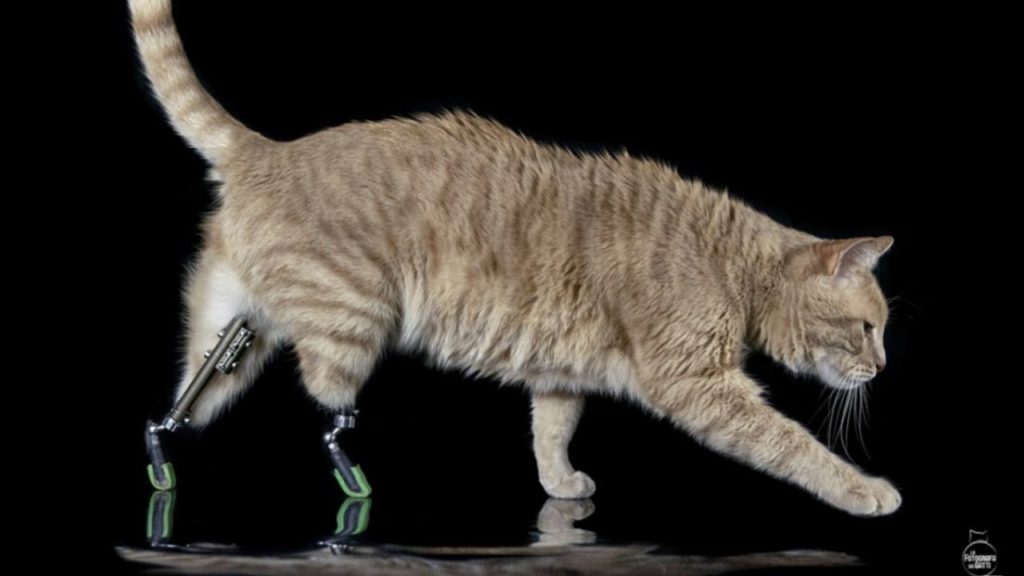 vituzzo gatto bionico