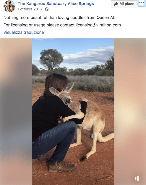 canguro australia abbracci 