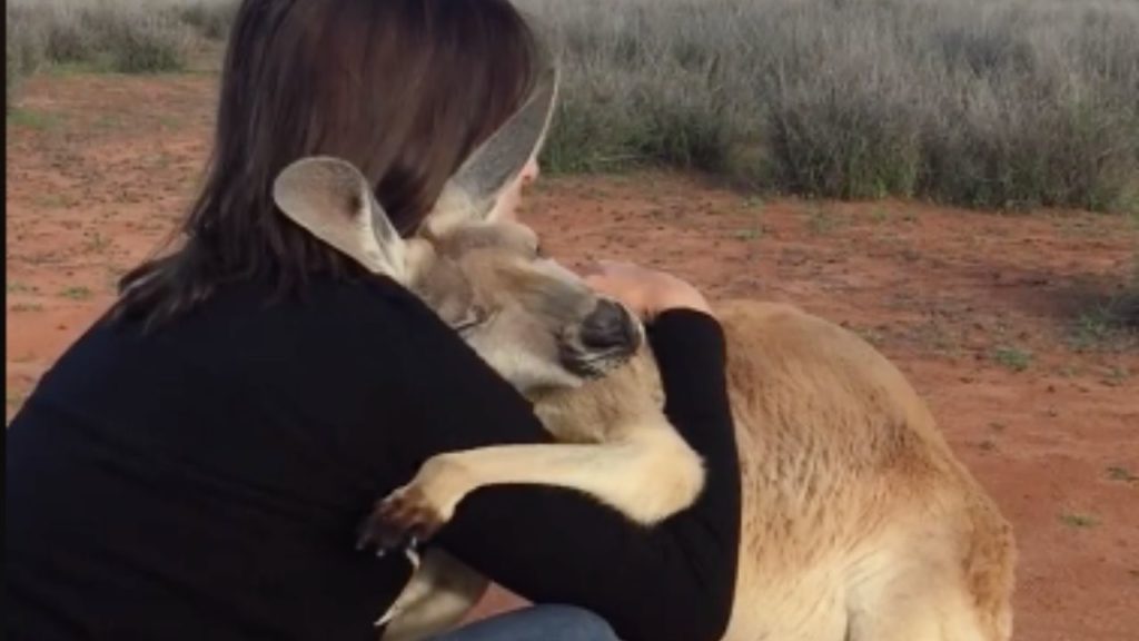 canguro australia abbracci