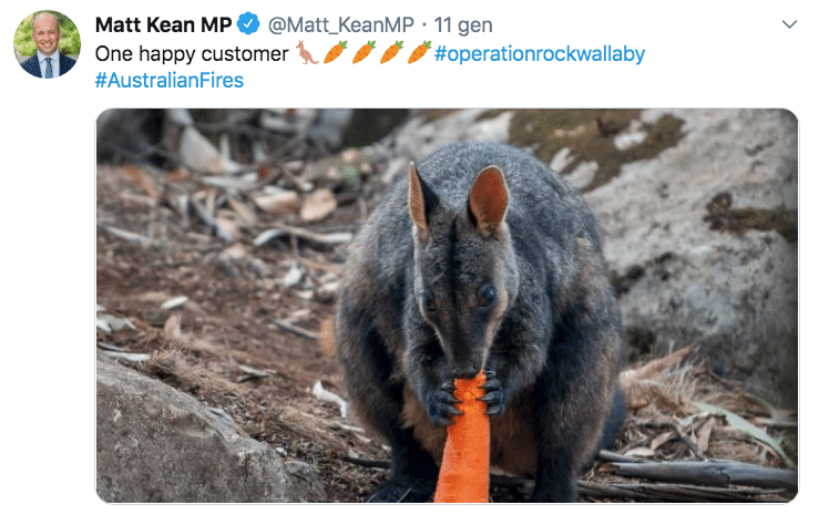 canguri australia incendi