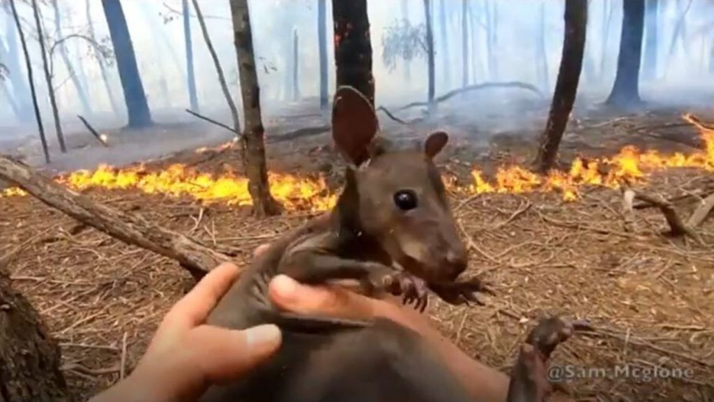 canguro incendi australia