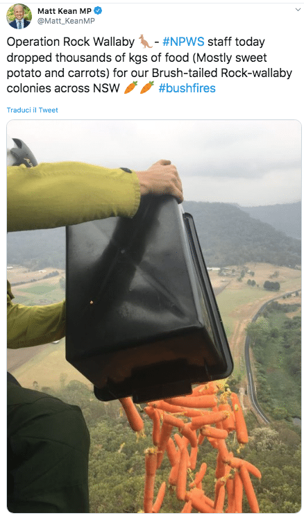 carote canguri australia