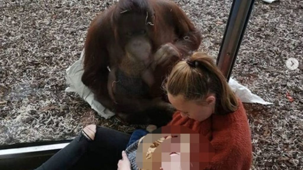 donna allatta figlio orango