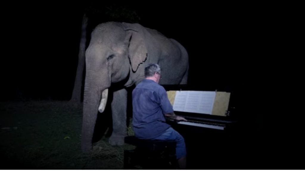 elefante ascolta beethoven