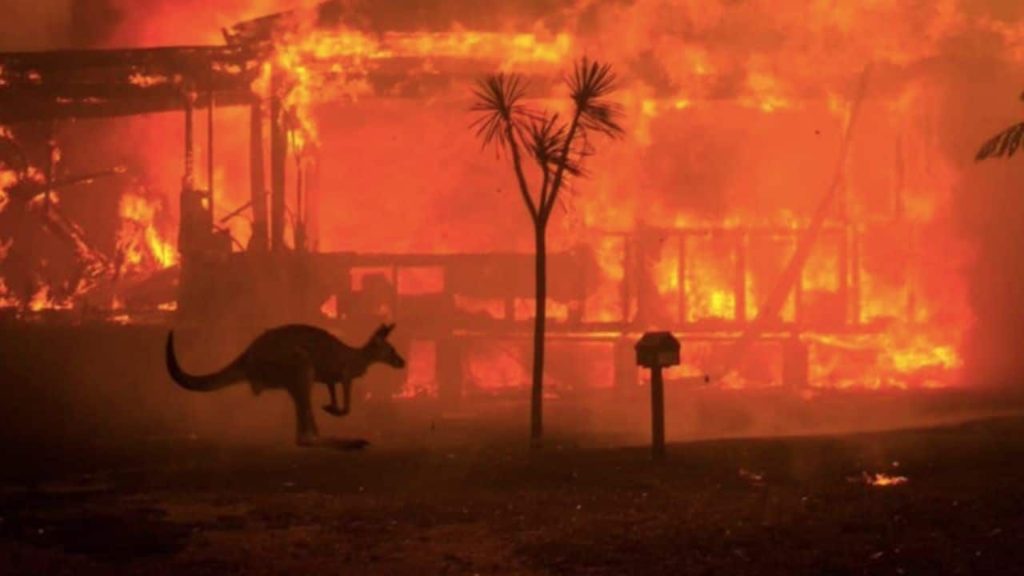 incendi australia animali