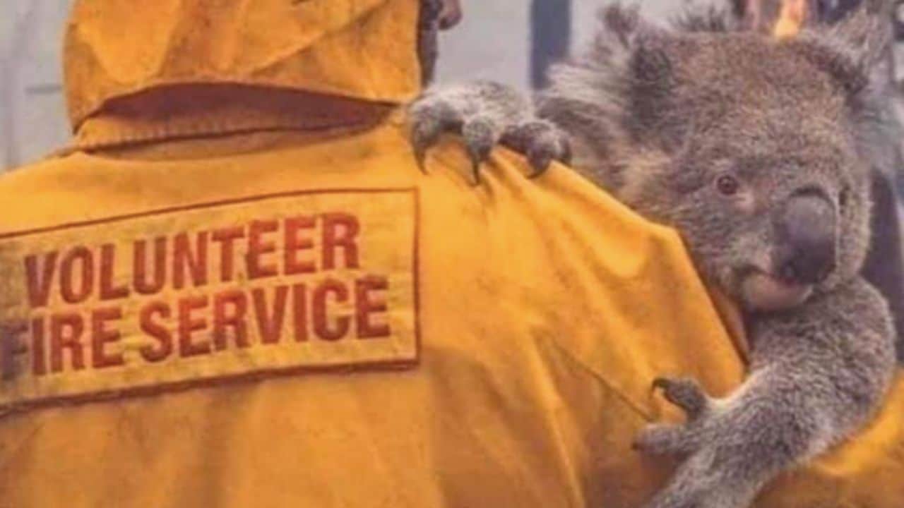 Risultati immagini per australia in fiamme animali