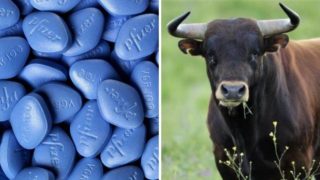 Immagine di copertina