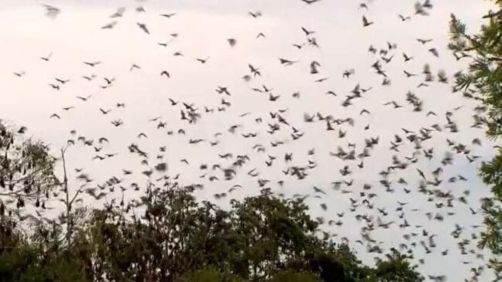 invasione pipistrelli australia