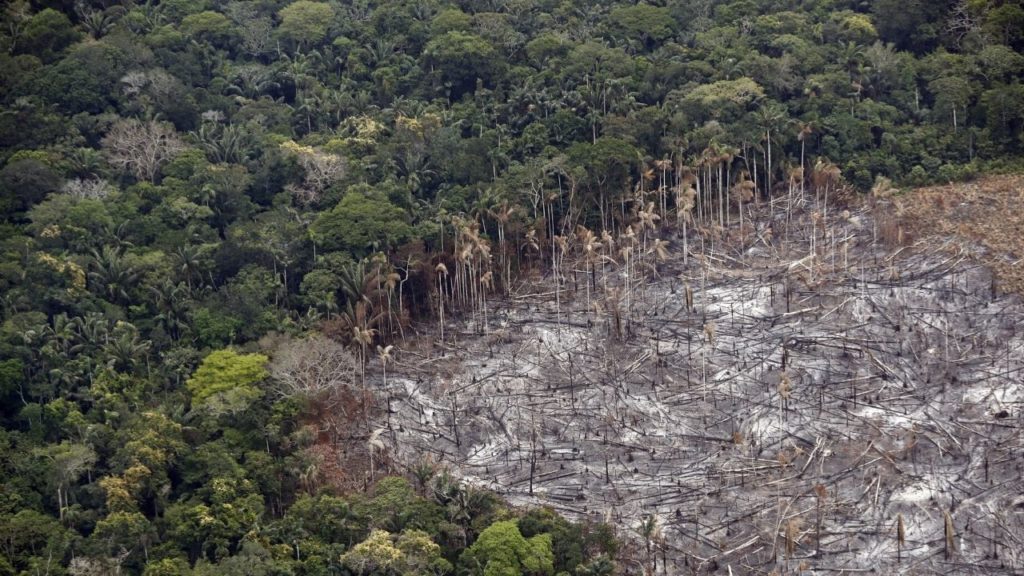 "Deforestazione e allevamenti intensivi stanno aggravando la diffusione dei virus nel mondo"