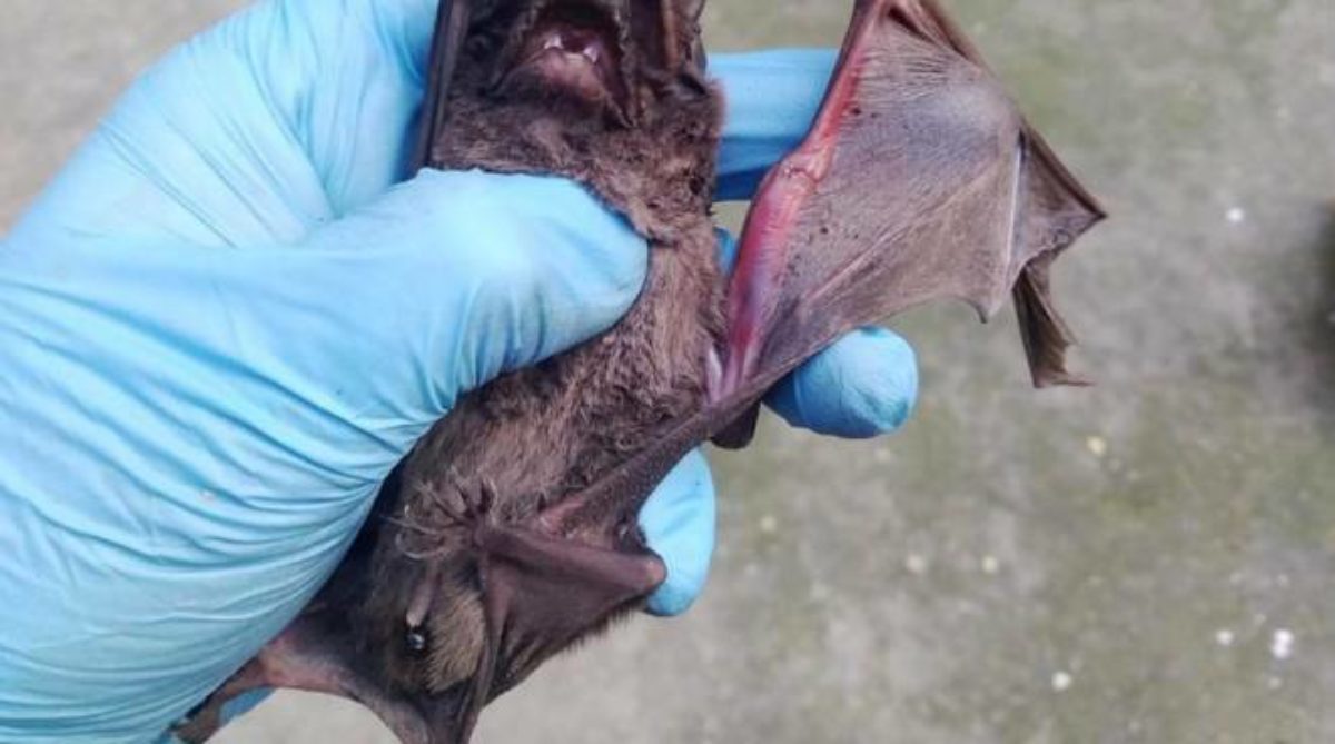 coronavirus pipistrello