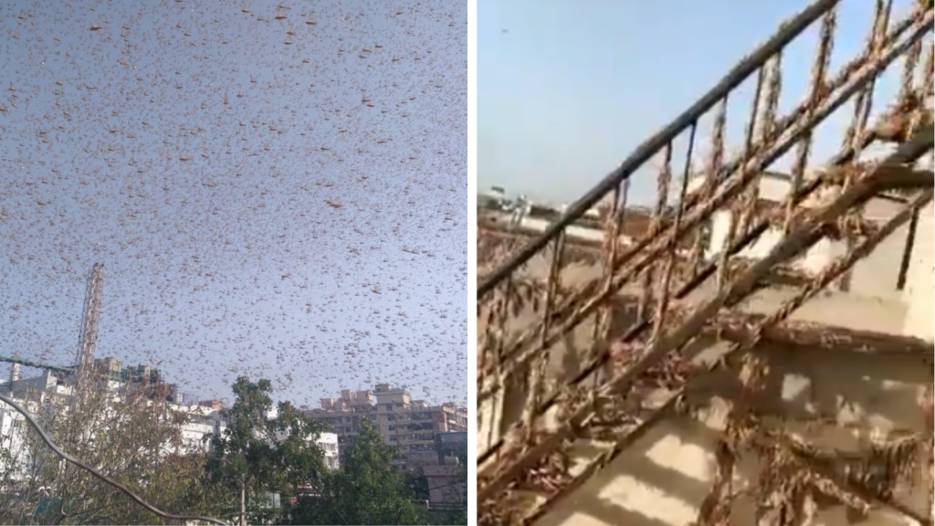 Locuste India