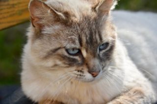 Immagine di copertina