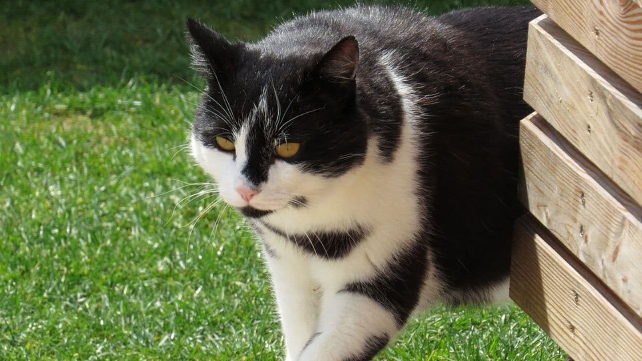 Rarissimo Caso Di Lyssavirus Gatto Muore Dopo Aver Morso La Padrona