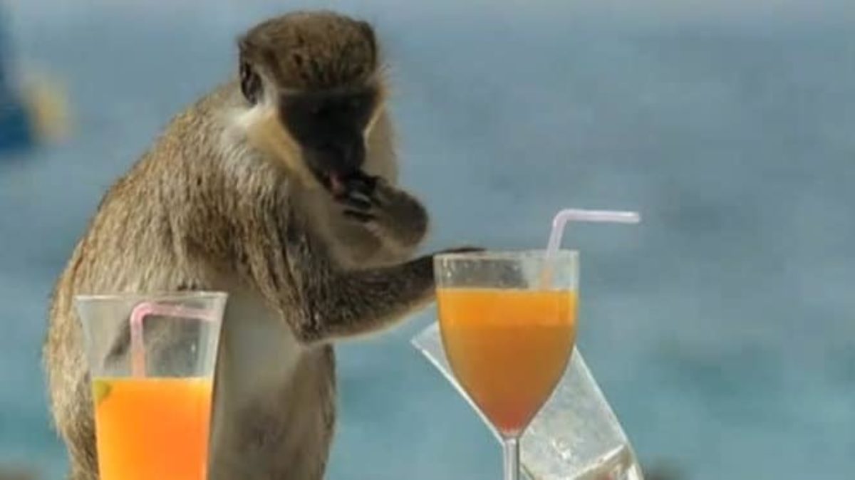 scimmia alcolizzata