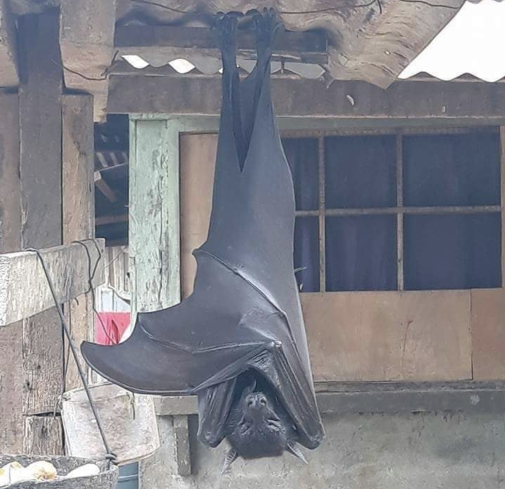 pipistrello gigante