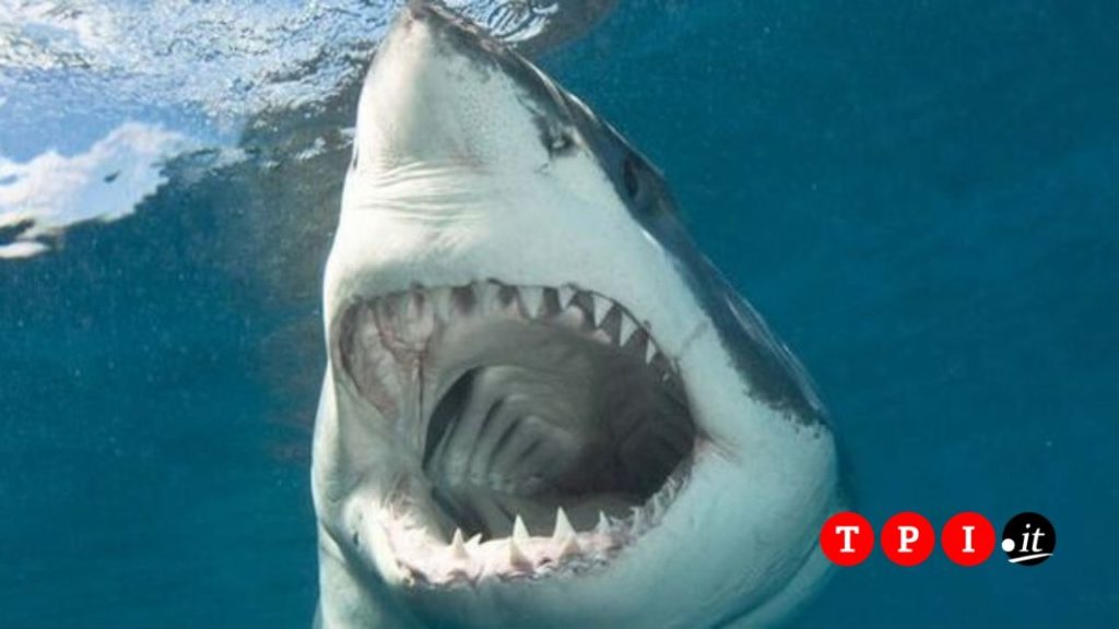 australia attacco squalo