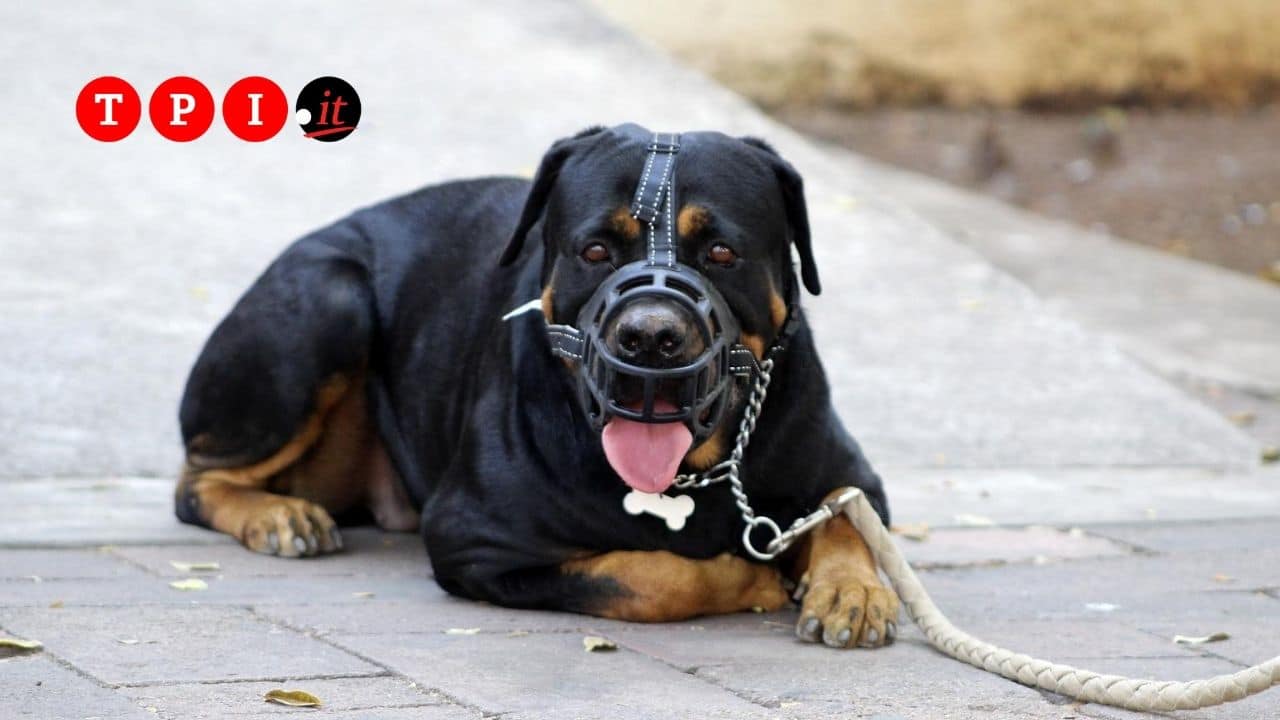 Bologna, cani aggrediscono due bambini di 6 e 4 anni uno è grave