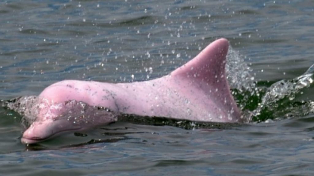 delfini rosa
