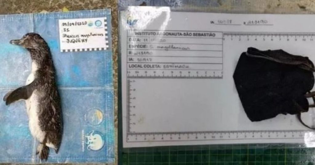 pinguino morto mascherina