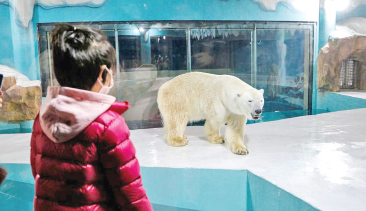 polar bear hotel cina proteste