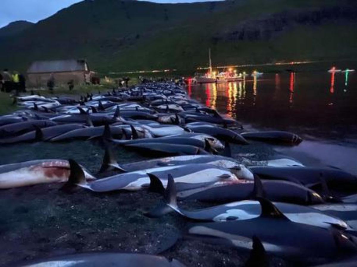 delfini uccisi isole faroe