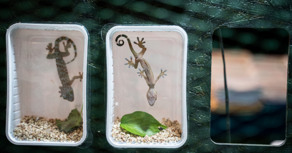 lav commercio animali esotici