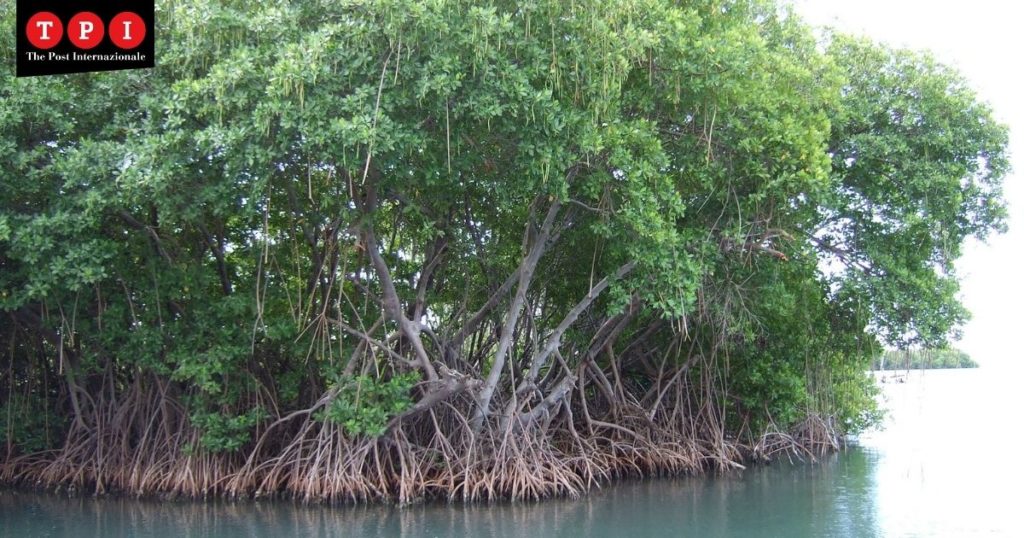 filippine mangrovie