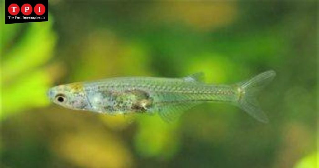 pesce trasparente