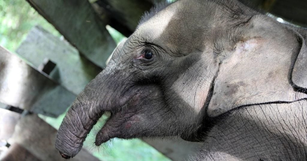 elefantino sumatra