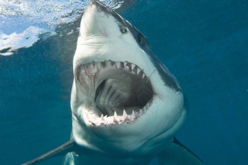 Australia squalo attacco divorato uomo
